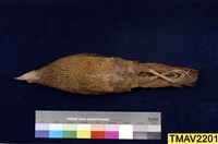 藍腹鷴藏品圖，第7張